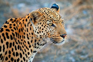 Леопард Лагутенко погиб в ДТП Леопард Лагутенко погиб в ДТП