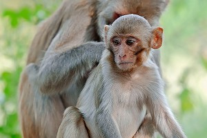 Россия отправит обезьян на Марс Россия отправит обезьян на Марс