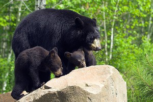 В США за два дня убили 300 медведей В США за два дня убили 300 медведей