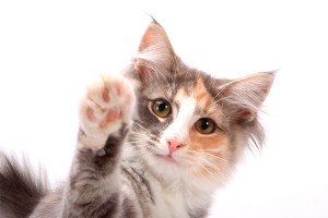 Какого цвета самые дружелюбные кошки Какого цвета самые дружелюбные кошки