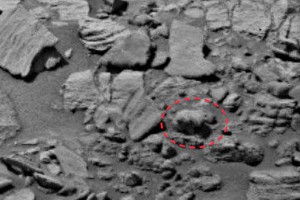 Медведь гуляет по Марсу (видео) Медведь гуляет по Марсу (видео)