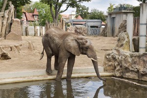 Взбесившийся слон затоптал людей Взбесившийся слон затоптал людей