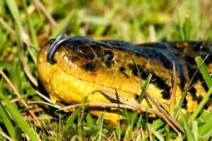 Ребенок в Бразилии загрыз ядовитую змею Ребенок в Бразилии загрыз ядовитую змею