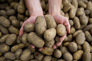 Картошка довела британку до инфаркта Картошка довела британку до инфаркта