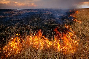 В России запретили жечь траву В России запретили жечь траву