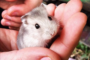Фото с хомяком стало лучшим в 2015 году Фото с хомяком стало лучшим в 2015 году