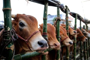 Мать спонсора "ИГ" продает корову ради свидания Мать спонсора "ИГ" продает корову ради свидания