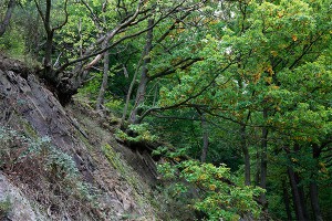 Штурман бомбардировщика сутки прятался в лесу Штурман бомбардировщика сутки прятался в лесу