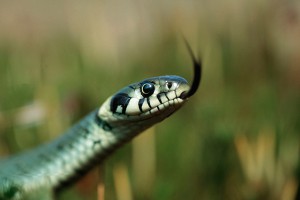 Почему змея потеряла ноги Почему змея потеряла ноги