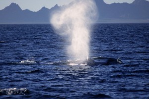 Раскрыта тайна вымирания китов Раскрыта тайна вымирания китов