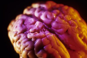 Мозг человека оказался бесполым Мозг человека оказался бесполым