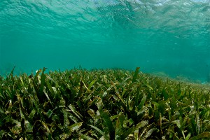 Таинственная форма жизни заселяет океаны Таинственная форма жизни заселяет океаны