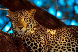 Приморские леопарды "подсели" на селфи Приморские леопарды "подсели" на селфи