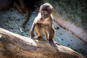 Маленькая обезьянка одолела мужчину в кулачном бою Маленькая обезьянка одолела мужчину в кулачном бою
