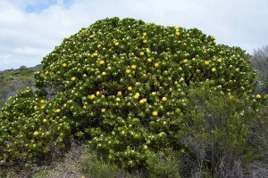 В Москве зацвели кусты В Москве зацвели кусты