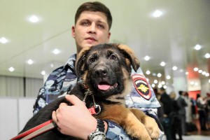 Россия подарила французам щенка Добрыню Россия подарила французам щенка Добрыню