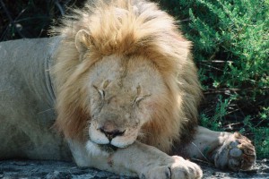 Звездных львов "Би-би-си" отравили в Кении Звездных львов "Би-би-си" отравили в Кении