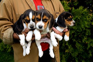 Ученые вырастили щенков "из пробирки" Ученые вырастили щенков "из пробирки"