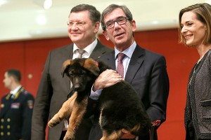 Щенок Добрыня станет элитным полицейским Щенок Добрыня станет элитным полицейским