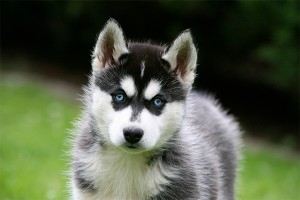 Путин подарил девочке из Хакасии щенка хаски Путин подарил девочке из Хакасии щенка хаски