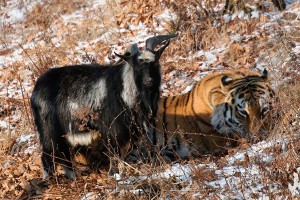 Ученый объяснил феномен дружбы Амура и Тимура Ученый объяснил феномен дружбы Амура и Тимура