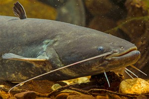 Итальянец поймал 120-килограммового сома Итальянец поймал 120-килограммового сома