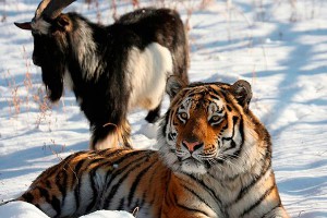 Тигр Амур и козел Тимур появились в соцсетях Тигр Амур и козел Тимур появились в соцсетях