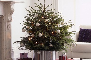 Пенсионерка украла елку из Сбербанка Пенсионерка украла елку из Сбербанка