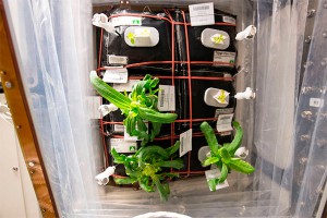 На МКС расцвели астры-циннии На МКС расцвели астры-циннии