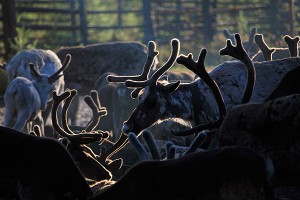 Оленевод хотел запугать менеджеров "Газпрома" Оленевод хотел запугать менеджеров "Газпрома"