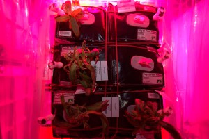 На МКС неожиданно завяли астры На МКС неожиданно завяли астры