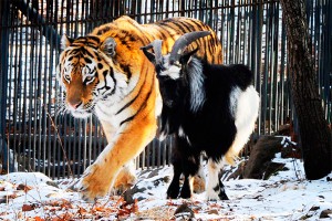 Как Амур и Тимур ушли в офлайн Как Амур и Тимур ушли в офлайн