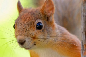 Киев спутал российских хакеров с белками Киев спутал российских хакеров с белками