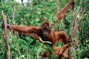 Рост рубля в 2016-м предсказала обезьяна Рост рубля в 2016-м предсказала обезьяна