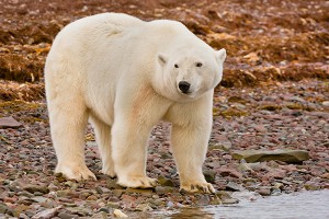 На Северный полюс пришло аномальное тепло На Северный полюс пришло аномальное тепло