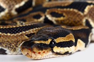 Питон укусил за нос туристку (видео) Питон укусил за нос туристку (видео)