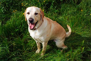 Ученые нашли психологов среди животных Ученые нашли психологов среди животных