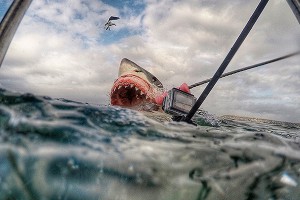Белая акула напала на пляж в Австралии Белая акула напала на пляж в Австралии