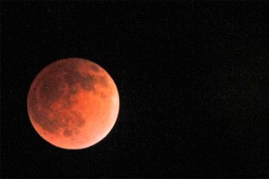 По Марсу гуляют горилла и верблюд (видео) По Марсу гуляют горилла и верблюд (видео)