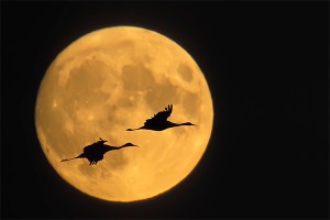 Роскосмос отложил полет на Луну Роскосмос отложил полет на Луну