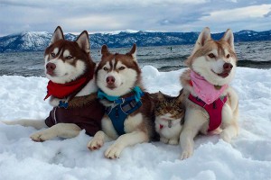 Сибирские хаски удочерили кошку Сибирские хаски удочерили кошку
