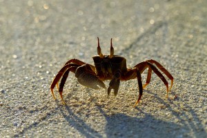 Вооруженный ножом краб покорил интернет Вооруженный ножом краб покорил интернет