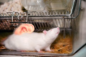 Человеческое ухо выросло на спине крысы Человеческое ухо выросло на спине крысы