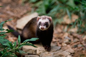 В Москве задержан хорек-наркоман Шиша В Москве задержан хорек-наркоман Шиша