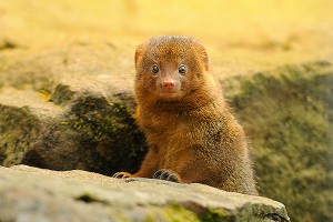 Ученые назвали самых глупых хищников Ученые назвали самых глупых хищников