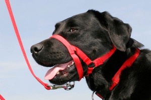 Как спасти собаку от догхантеров Как спасти собаку от догхантеров