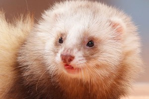 Хорька-наркомана Шишу вернули в притон Хорька-наркомана Шишу вернули в притон