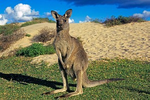 Боевик "ИГ" хотел заложить взрывчатку в кенгуру Боевик "ИГ" хотел заложить взрывчатку в кенгуру