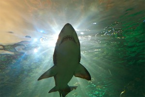 Война акул за территорию привела к смерти Война акул за территорию привела к смерти