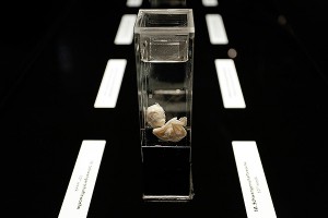 Британцам разрешили опыты на зародышах Британцам разрешили опыты на зародышах